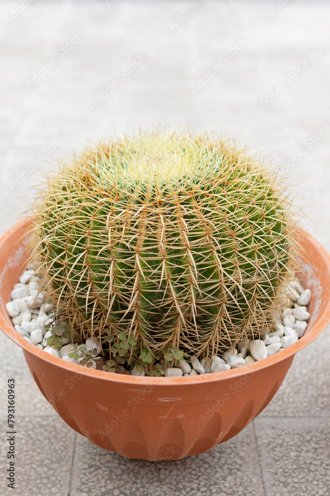 A very large green Cactus Echinocactus Gruzona with large spines close-up in a large brown pot - close-up, bokeh effect, blurred background, selective focus