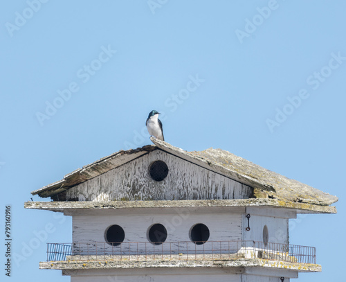 Little Tree swallow atop a weather-worn bird house with
blue sky background
