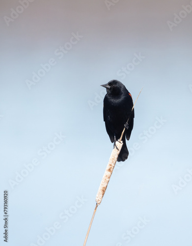 Male Red-winged blackbird on a cattail in spring in Ontario