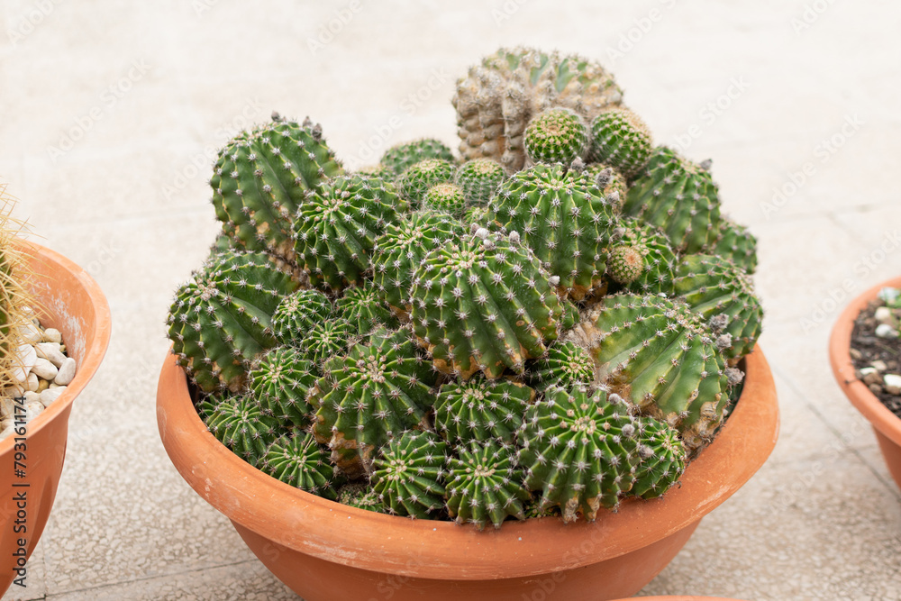 Many small cacti in one large round pot, close-up, blurred background, selective focus