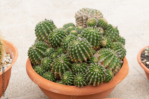 Many small cacti in one large round pot, close-up, blurred background, selective focus