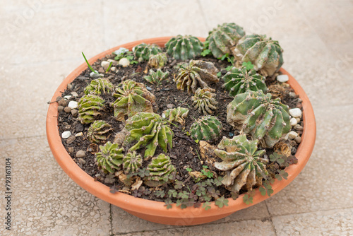 Many small cacti in one large round pot, close-up, blurred background, selective focus