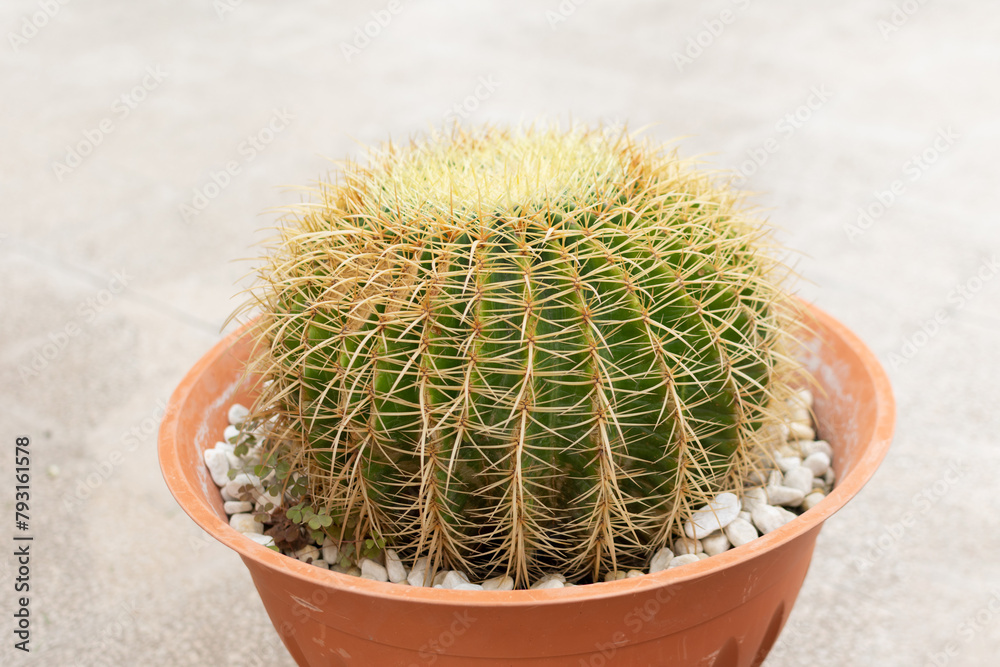 A very large green Cactus Echinocactus Gruzona with large spines close-up in a large brown pot - close-up, bokeh effect, blurred background, selective focus