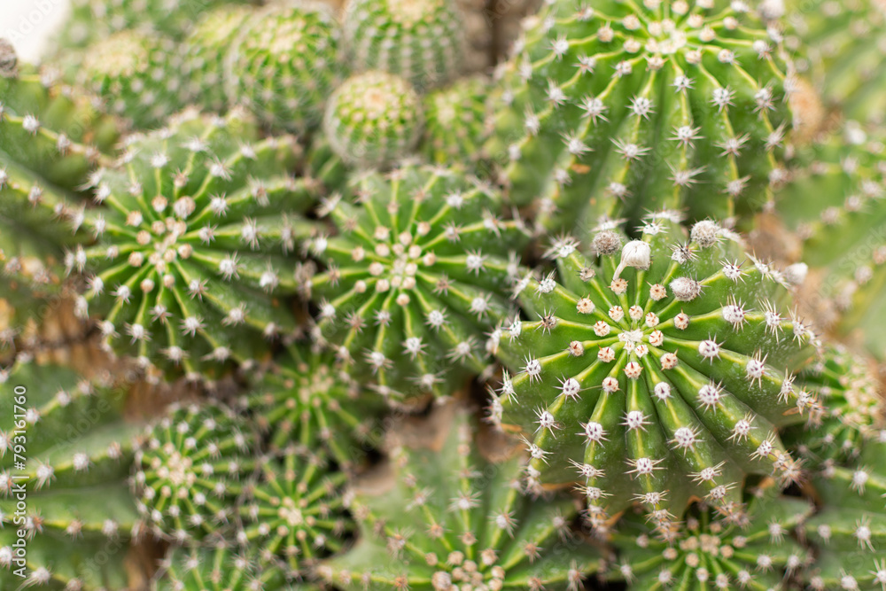 Many small cacti together, close-up, macro, selective focus - screensaver, wallpaper