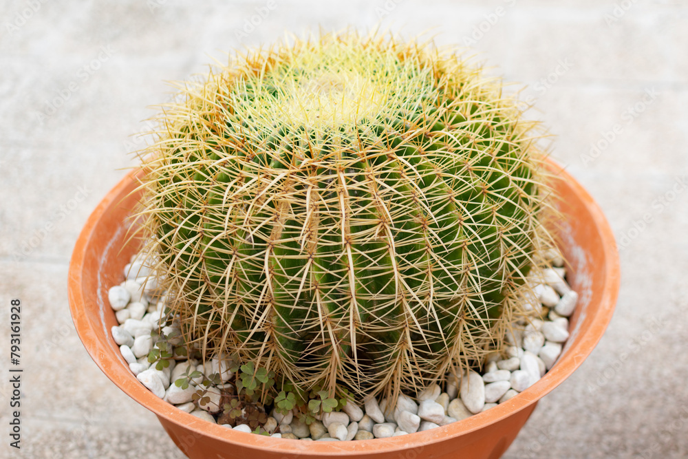 A very large green Cactus Echinocactus Gruzona with large spines close-up in a large brown pot - close-up, bokeh effect, blurred background, selective focus