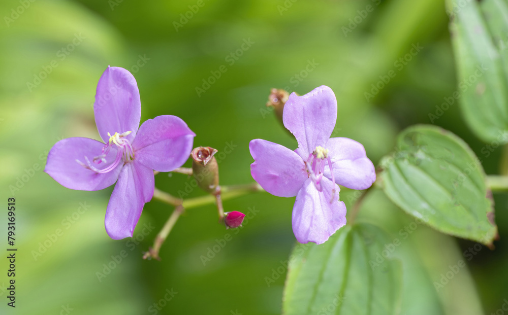 Fototapeta premium Close up of two Pinkfringe wild flowers