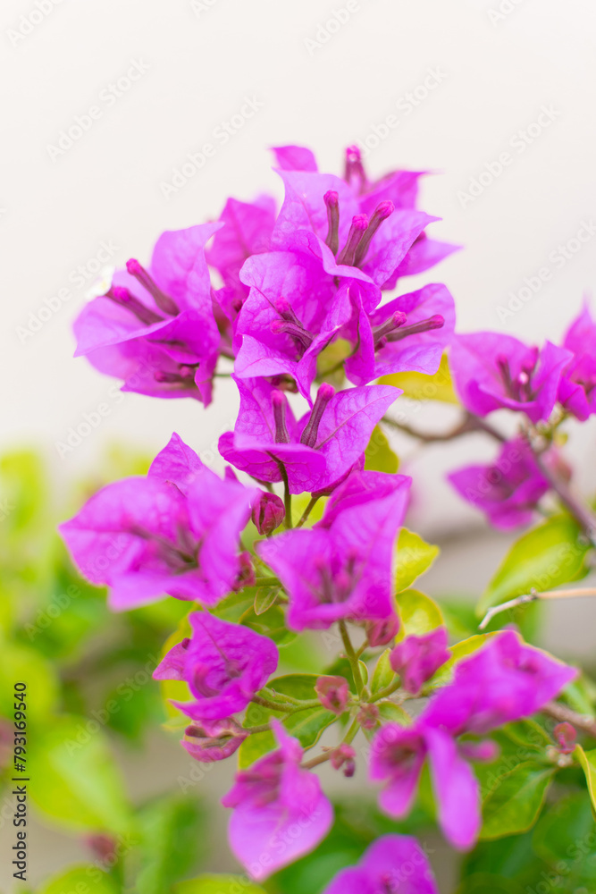 Luxury purple bougainvillea flowers on a branch, close-up, spring bloom