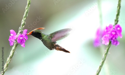 Rufous-crested Coquette (Lophornis delattrei) photo