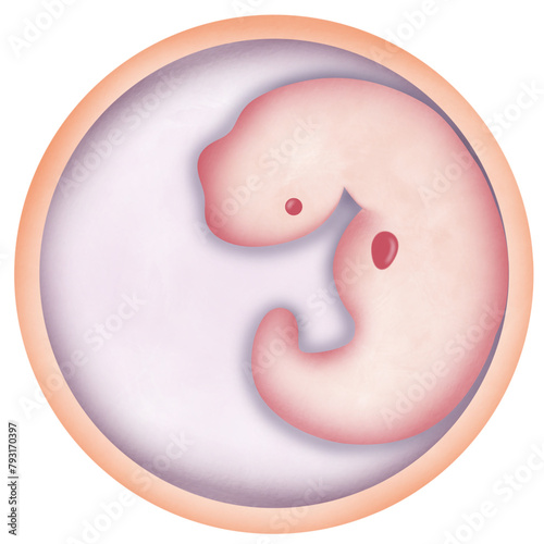 ovaries produce eggs and hormones for menstruation and pregnancy. They are found on either side of the uterus.  photo