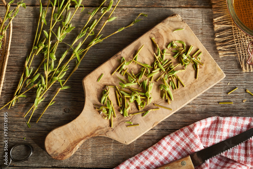 Chopped young willow branches with fresh leaves and buds harvested in early spring - prepration of herbal tincture photo