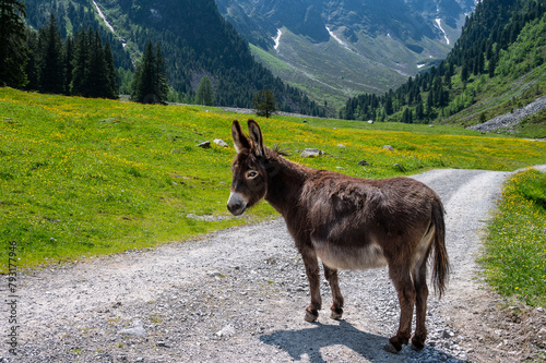 freilaufender Esel auf einer hochgelegenen Alm in den Tiroler Bergen  photo