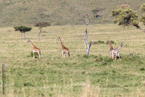 Photography Baby giraffes in savannah (Masai Mara)