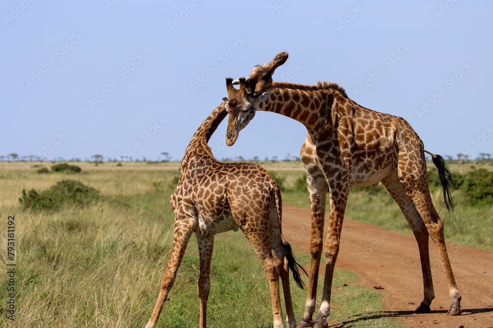 Obraz premium giraffes fighting in the savannah