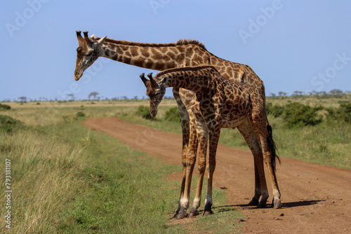 two male giraffes figthing near the road 