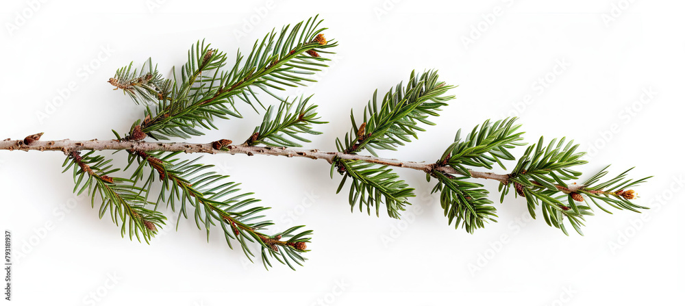 Spruce branch on white background Spruce branch on white background
