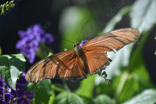 Gorgeous Flame Butterfly with Wings Wide Open photo