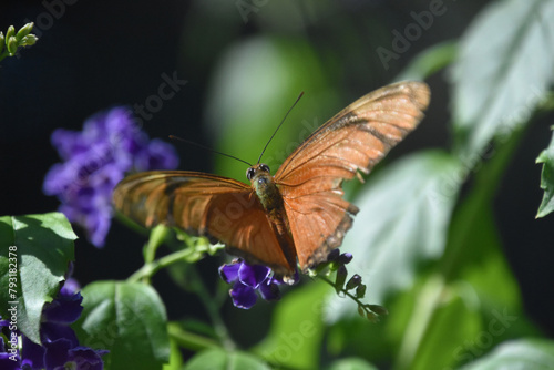 Close Up of a Flame Butterfly with Wings Open photo