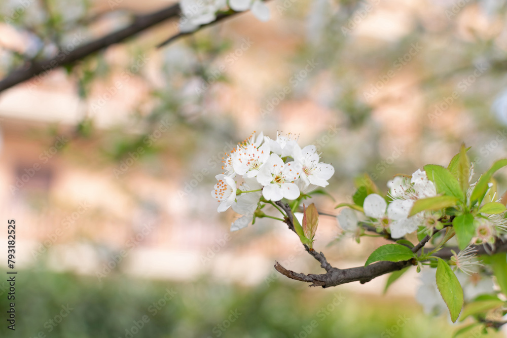 Spring gardens - cherry blossom branch, close-up white flowers, blurred background, stunning bokeh effect