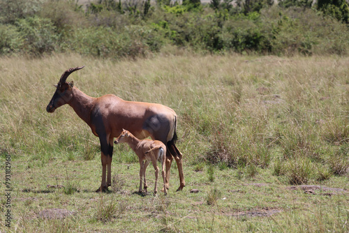 Baby topi and mother in Masai Mara National Park