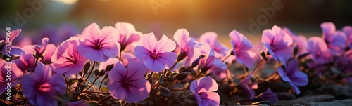 Beautiful petunia flowers in pot on wooden table, closeup photo