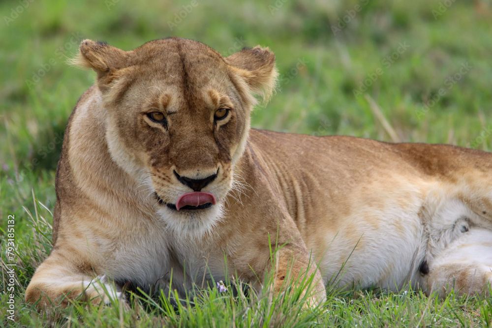 Obraz premium Portrait of a young lioness in the grass