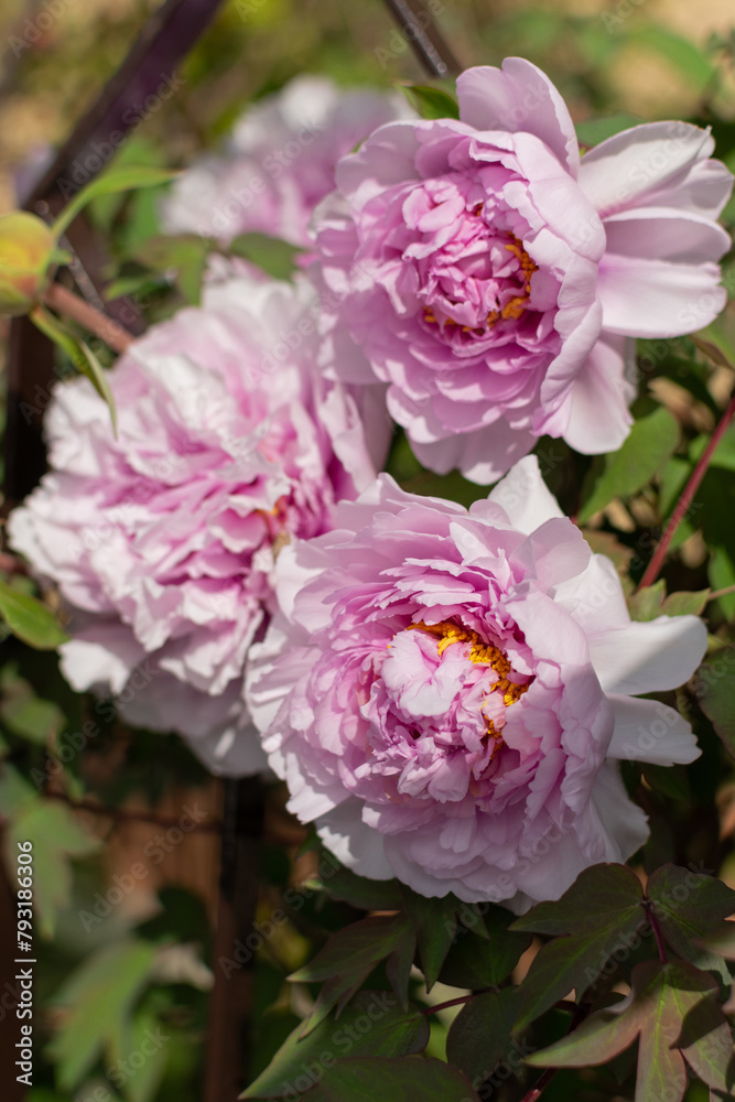 Large lush flowers of pink peonies on green bushes
