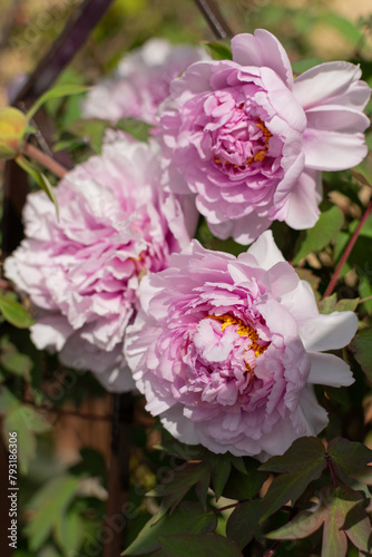 Obraz na płótnie Large lush flowers of pink peonies on green bushes w salonie
