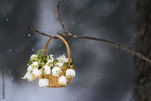 Snowdrops in a basket. Postcard. Copy space. Photo