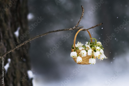 Snowdrops in a basket. Postcard. Copy space. Photo