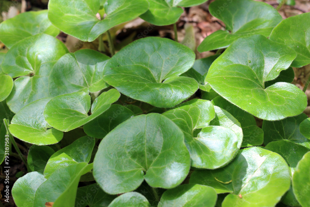 Fototapeta premium Asarum europaeum grows in the forest