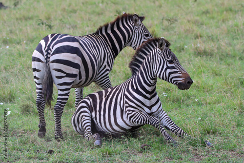 zebras in the grass fighting