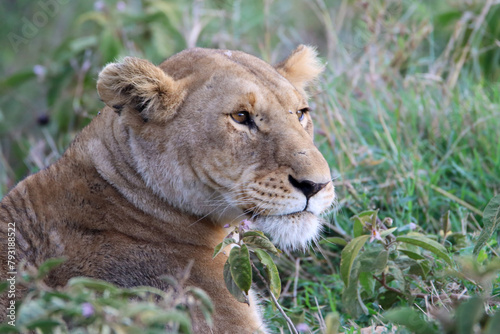 Portrait of an lioness in the grass