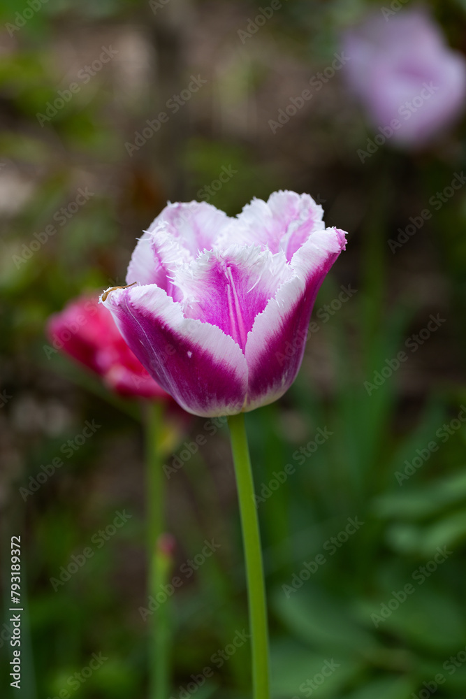 Red Tulip flower in garden. Beautiful tulip flower on blurred green background. Flowering background of bloom tulip in spring in flower garden. Floral background.