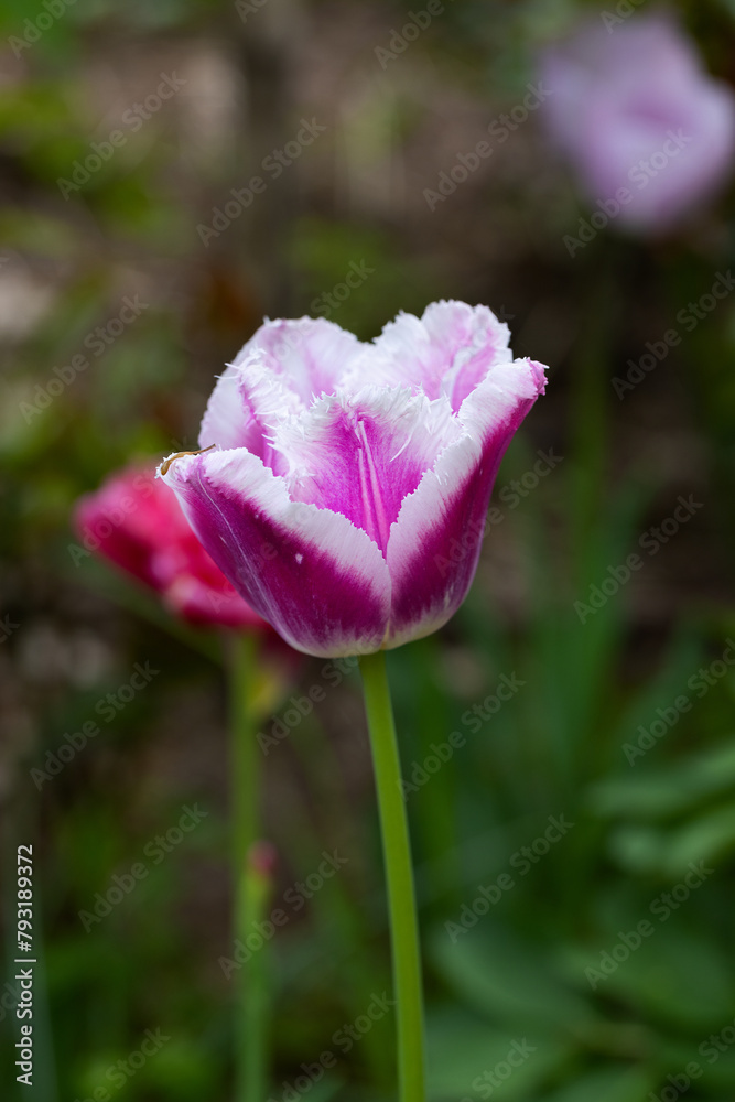 Red Tulip flower in garden. Beautiful tulip flower on blurred green background. Flowering background of bloom tulip in spring in flower garden. Floral background. Red Tulip flower in garden. Beautiful tulip flower on blurred green background. Flowering background of bloom tulip in spring in flower garden. Floral background.