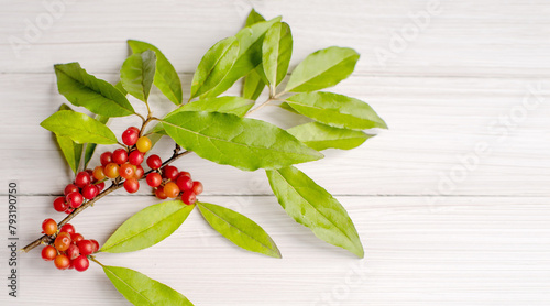 Branches with red sea buckthorn berries, silver Shepherdia (lat. Shepherdia argentea) on a white painted surface close-up, copy space, soft selective focus. Decorative plant background. photo