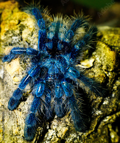 tarantula