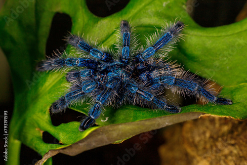 blue spider