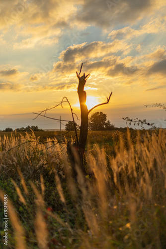 sunset in the field