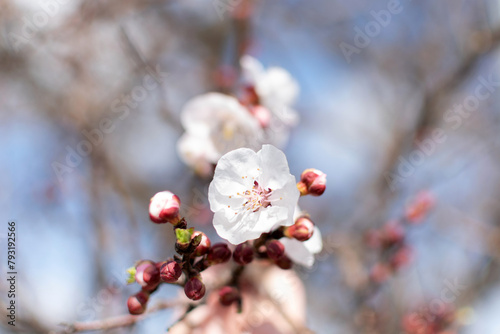 Blooming spring tree closeup white flower on a background of blue sky and branches, bokeh effect, blurred background