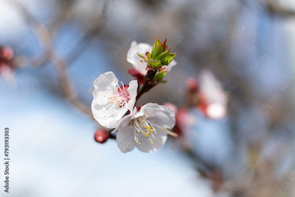 Blooming spring tree closeup white flower on a background of blue sky and branches, bokeh effect, blurred background