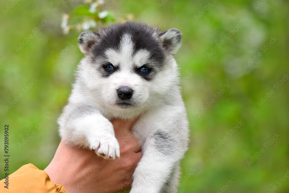 Siberian husky puppy with blue eyes in his arms against the background of a flowering tree in a spring park