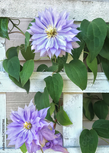 Light blue-purple clematis vining and blooming on a white trellis