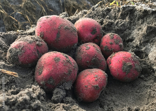 Red skinned potatoes grown in sand dug from the potato row