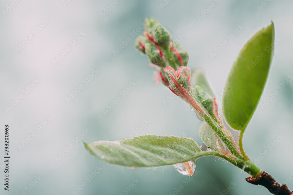 Spring buds with flowers in spring. Multicolored buds macro Spring buds with flowers in spring. Multicolored buds macro