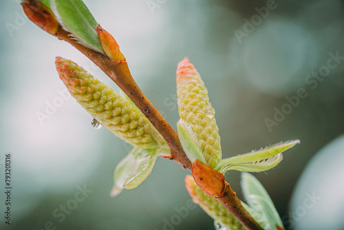 Fresh spring leafs. Salix sepulcralis Chrysocoma. photo