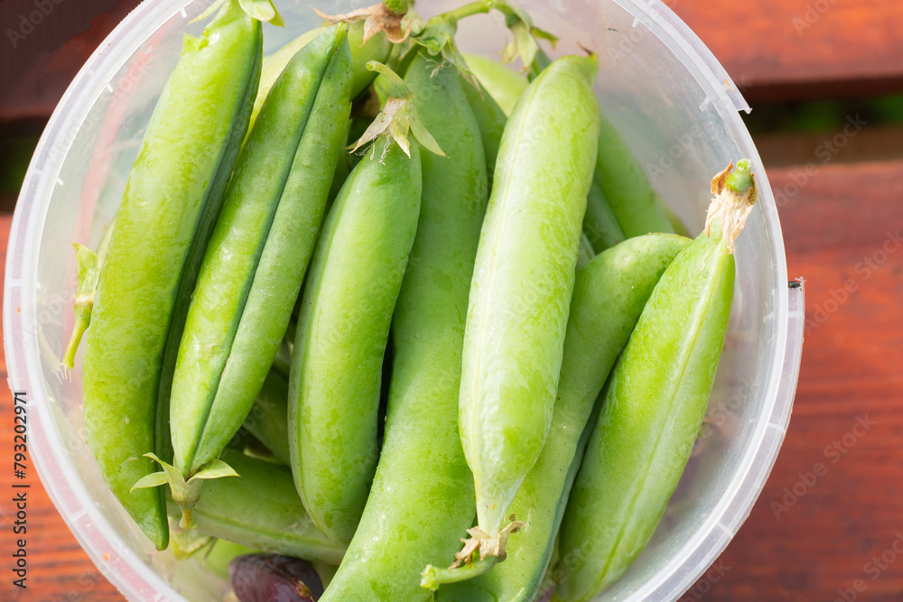 Harvest ripe green pea pods. Organic farming, healthy eating, BIO poisons, the concept of returning to nature. Harvest ripe green pea pods. Organic farming, healthy eating, BIO poisons, the concept of returning to nature.