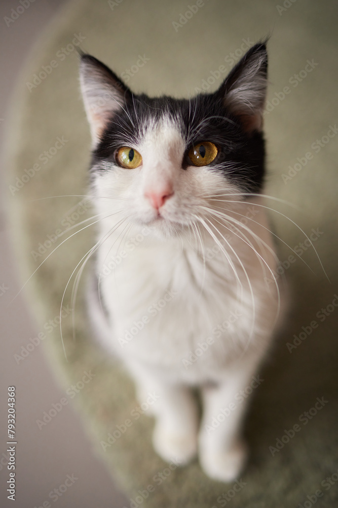 Beautiful cat in living room at home