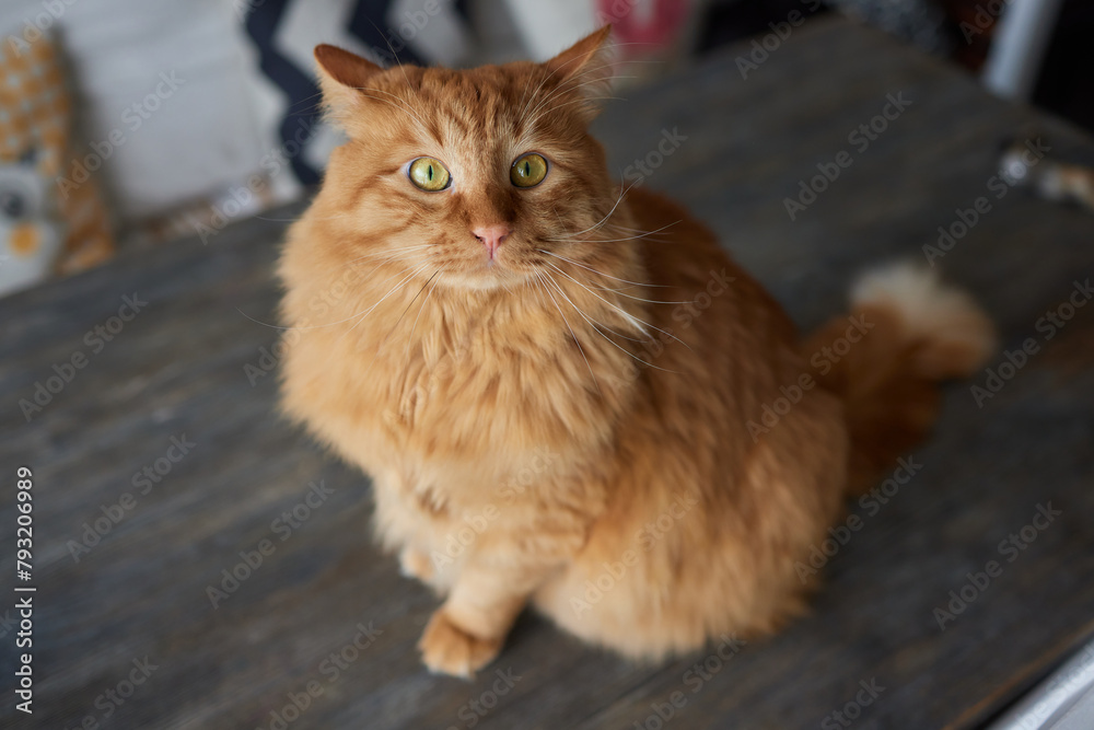 Beautiful cat in living room at home Beautiful cat in living room at home