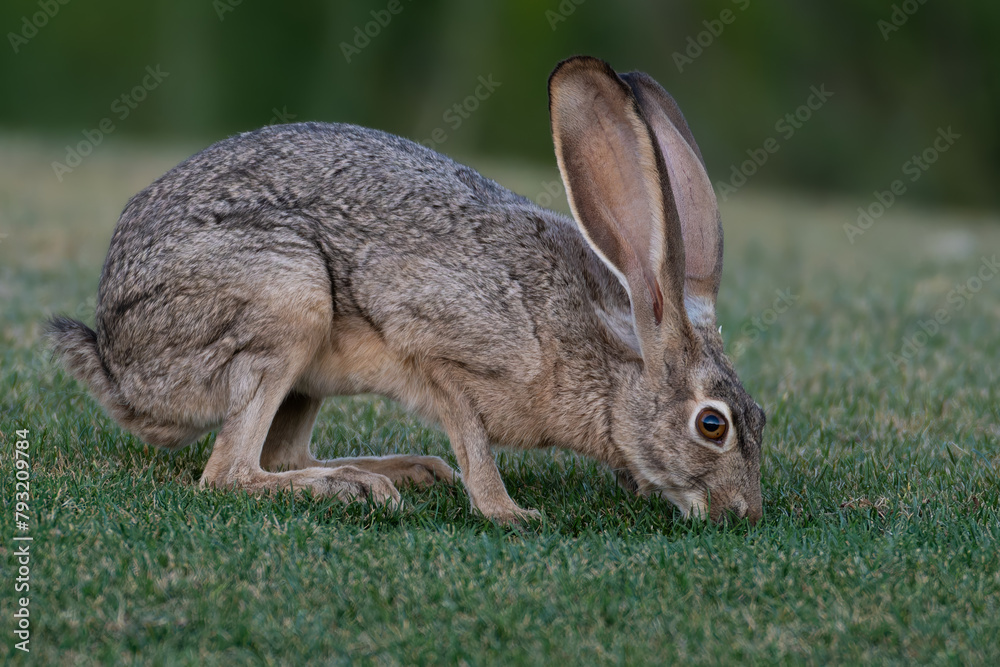 Fototapeta premium Antelope Jackrabbit