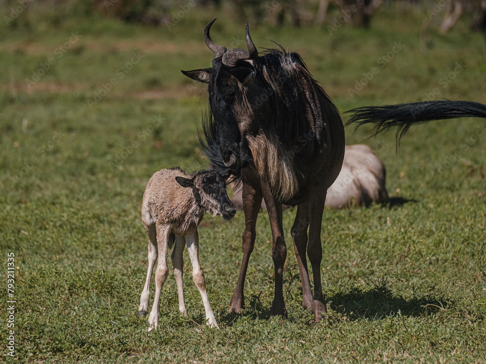 Naklejka premium Newborn gnu calf bonds with mother, Masai Mara, Kenya
